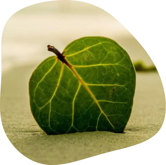 relajación inducida